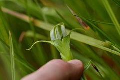 Pterostylis micromega