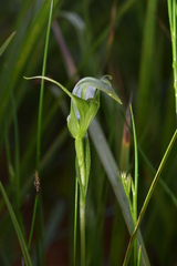 Pterostylis micromega