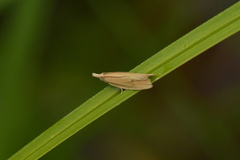 Bactra noteraula