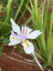 Dietes grandiflora
