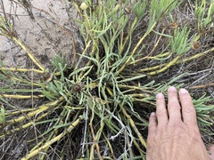 Conicosia pugioniformis