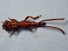 Arrhenodini