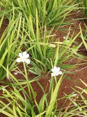 Dietes grandiflora