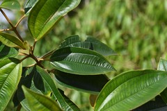 Miconia dodecandra