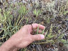 Conicosia pugioniformis