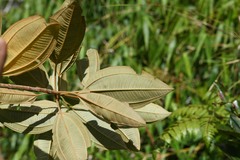 Miconia dodecandra