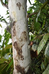 Myrcia fenzliana
