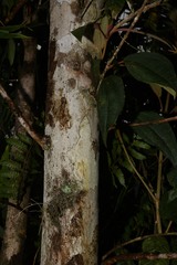 Myrcia fenzliana