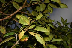 Myrcia fenzliana