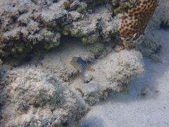 Canthigaster solandri