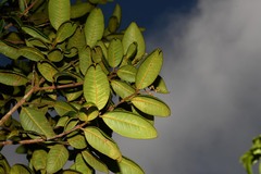 Myrcia fenzliana