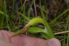 Pterostylis