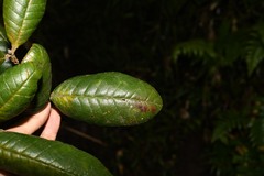 Myrcia fenzliana