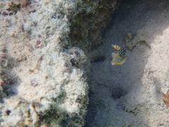 Canthigaster solandri