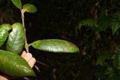 Myrcia fenzliana