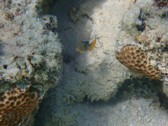 Canthigaster solandri