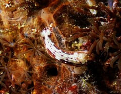 Hypselodoris decorata