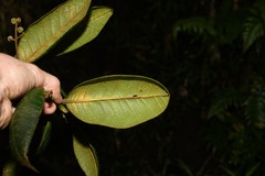 Myrcia fenzliana