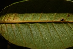 Myrcia fenzliana