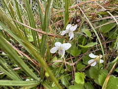 Viola cunninghamii