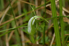 Pterostylis micromega