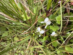 Viola cunninghamii