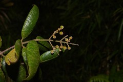 Myrcia fenzliana