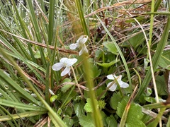 Viola cunninghamii