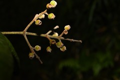 Myrcia fenzliana