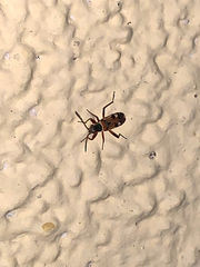 Beosus quadripunctatus