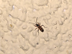 Beosus quadripunctatus