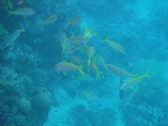 Mulloidichthys vanicolensis