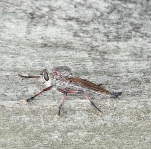 Neoaratus hercules photo 3