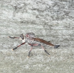 Neoaratus hercules