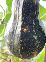 Zeugodacus cucurbitae