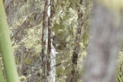 Poodytes punctatus vealeae