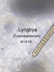 Lyngbya