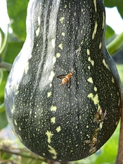 Zeugodacus cucurbitae