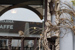 Passer domesticus
