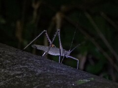 Phricta spinosa