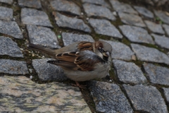 Passer domesticus