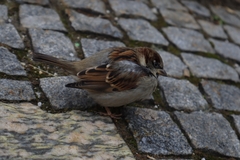Passer domesticus