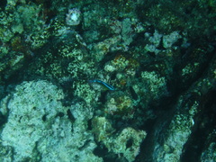 Chrysiptera unimaculata