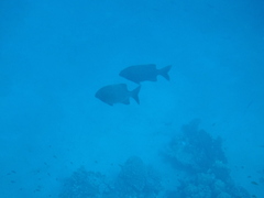 Kyphosus cinerascens