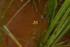 Ranunculus amphitrichus