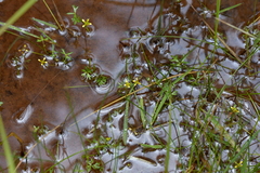 Ranunculus amphitrichus