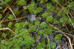 Potamogeton suboblongus