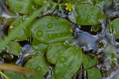 Potamogeton suboblongus