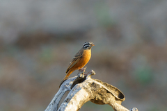 Emberiza tahapisi