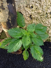 Urtica membranacea
